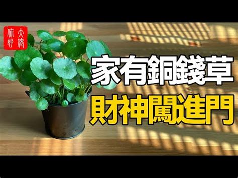 銅錢草玄關|銅錢草風水：擺放方式、注意事項【銅錢草風水】 – 八。